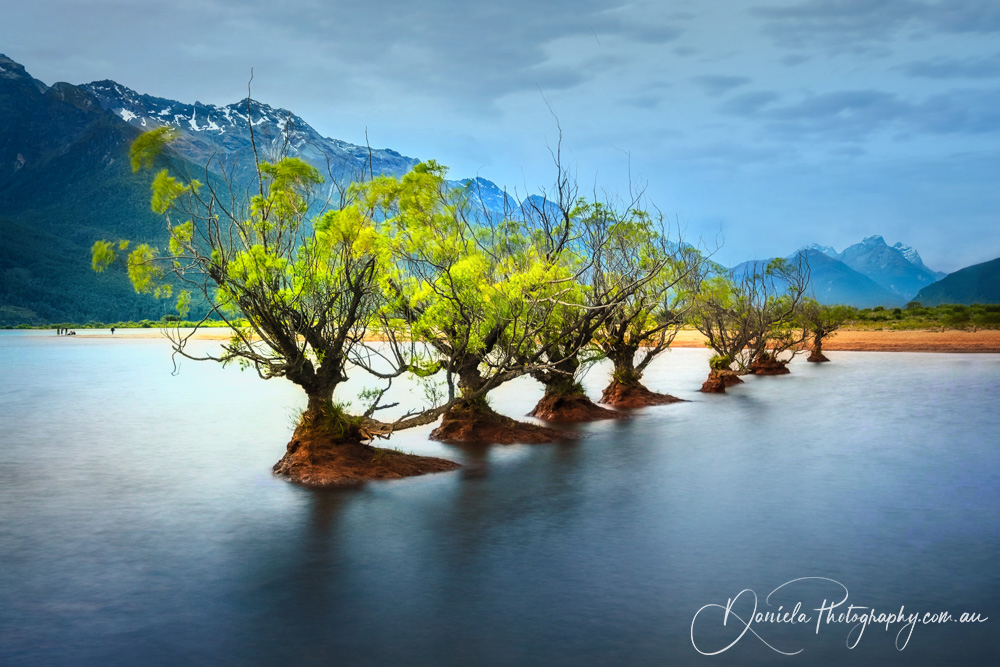 Glenorchy Wharf   Willow trees in water